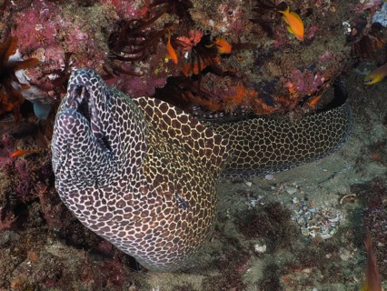 Reticulated moray eel (Gymnothorax favagineus Gymnothorax permistus)