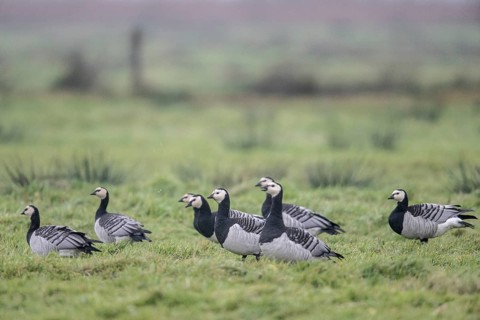 White-fronted Geese, Barnacle Geese (Branta leucopsis), East Frisia, Lower Saxony, Germany