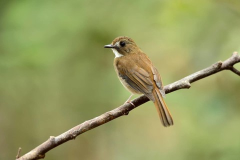 Grey-chested Jungle Flycatcher (Cyornis umbratilis) perched on a branch, Johor, Malaysia