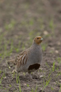 Grey Partridge (Perdix perdix) male, Lake Neusiedl, Austria