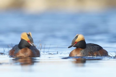 Horned Grebe (Podiceps auritus) pair, Myvatn, Iceland