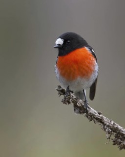 Scarlet Robin (Petroica boodang) male, Victoria, Australia