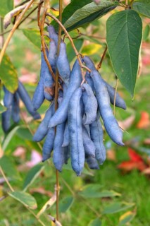 Bluebud (Decaisnea fargesii), Potsdam Botanic Garden, Germany