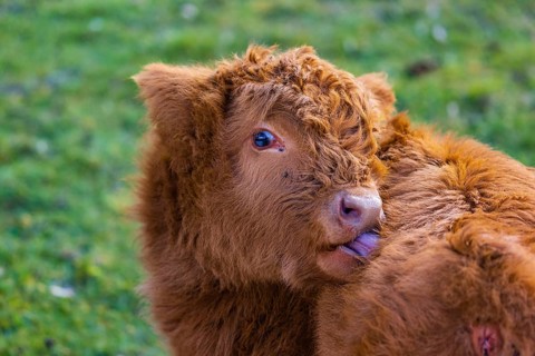 One Highland calf (Bos (primigenius) taurus) licks clean himself