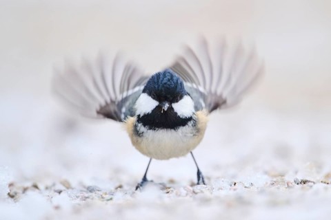 Coal tit (Periparus ater) on the ground in the snow in winter, Bavaria, Germany
