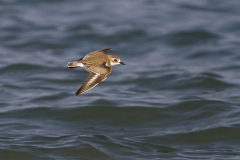 Lesser Sand Plover (Charadrius mongolus) flying, Oman