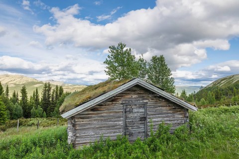 Tree-covered alpine hut, Tylldalen, Hedmark, Innlandet, Norway, June 2025