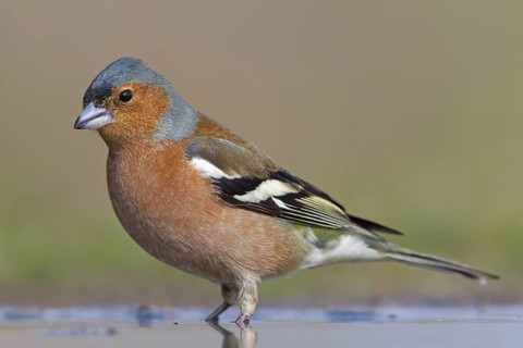 Common Chaffinch (Fringilla coelebs) male, Rhineland-Palatinate, Germany