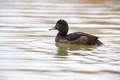 Tufted Duck (Aythya fuligula) wbl Germany