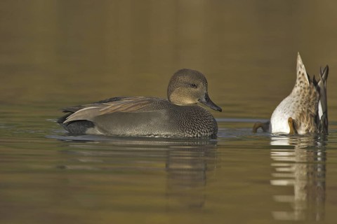 Gadwall (Mareca strepera) male, Ontario, Canada