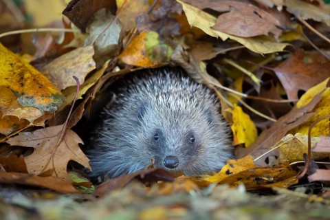 European hedgehog (Erinaceus europaeus) adult animal emerging from a pile of fallen autumn colour