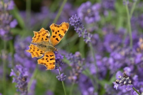 Comma butterfly (Polygonia c-album) adult insect feeding on garden Lavender flowers in summer,