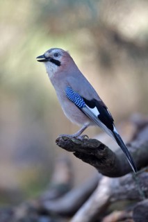 Eurasian Jay (Garrulus glandarius), Netherlands