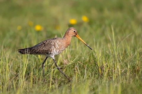 Black-tailed godwit (Limosa limosa), foraging, Ochsenmoor, Dümmer, Lemförde, Lower Saxony, Germany