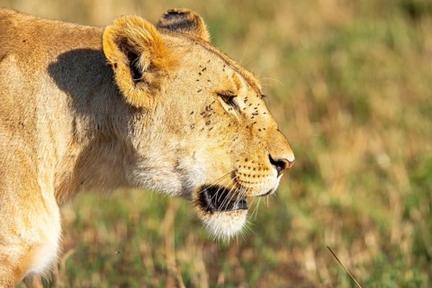 Close-up of a lioness as it roams the grasslands of the savanna during sunlight. The fierce