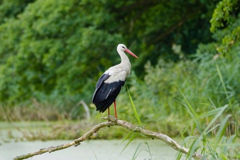 White stork (Ciconia ciconia) standing on a branch above a pond in natural green wetland habitat,
