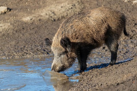 One wild boar or wild pig (Sus scrofa), eating the ice of a frozen pond. Early morning light