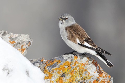 White-winged Snowfinch (Montifringilla nivalis), Valais, Switzerland