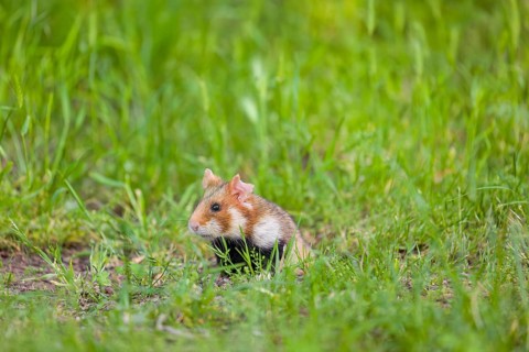A European hamster (Cricetus cricetus), Eurasian hamster, black-bellied hamster or common hamster,