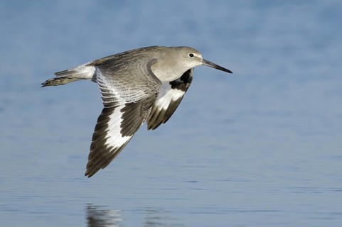 Willet (Tringa semipalmata) flying, Texas, USA