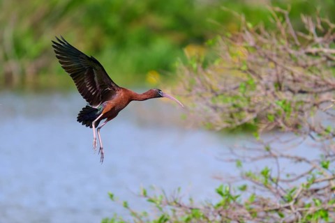 Glossy ibis, (Plegadis falcinellus), flying near a lake surrounded by greenery, Wakodahatchee