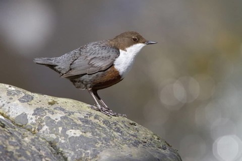 White-throated Dipper (Cinclus cinclus), St. Gallen, Switzerland