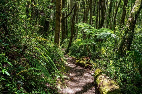 Hiking path to viewpoint of glacier and volcano Michinmahuida, sector El Amarillo, Park Pumalin,