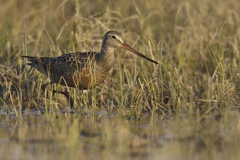 Hudsonian Godwit (Limosa haemastica) male, Manitoba, Canada