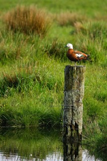 Paradise Shelduck (Tadorna variegata) female, South Island, New Zealand