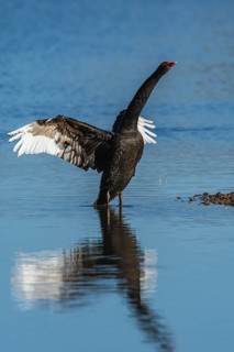 Black Swan, Cygnus atratus, bird on winter marshes