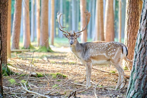 European fallow deer (Dama dama) buck in a forest, Bavaria, Germany