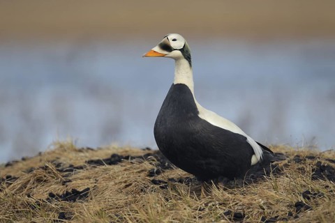 Spectacled Eider (Somateria fischeri) male, Alaska, USA