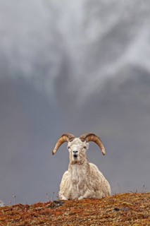Dall sheep, Alaska snow sheep, Ovis dalli, lying in front of snowy mountains, frontal, Brooks