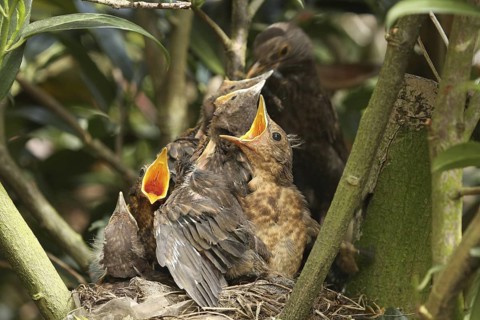 Common Blackbird (Turdus merula) with chicks, Lower Saxony, Germany