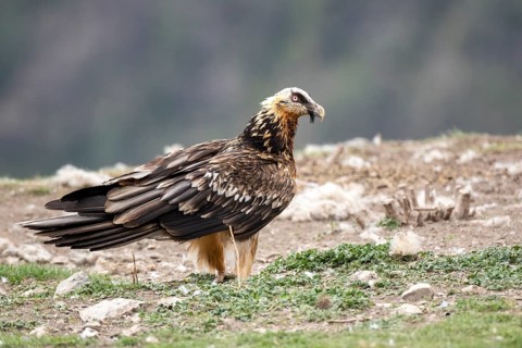 Bearded Vulture (Gypaetus barbatus), Aragon, Spain