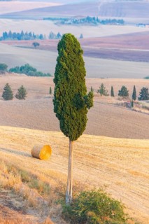 Typical Tuscan landscape in Val d'Orcia with hills, trees, fields, cypresses and farm road in