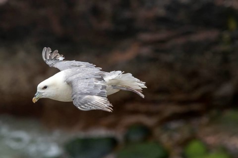 Northern Fulmar (Fulmarus glacialis) flying, Saltee Islands, Ireland