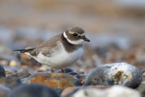Ringed plover (Charadrius hiaticula) juvenile wading bird on a shingle beach, Norfolk, England,