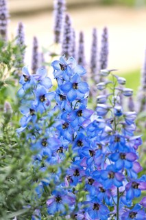 Delphinium (Delphinium 'Ouverture')