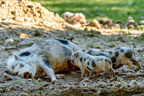 Pot-bellied pig (Sus scrofa f. domestica), large mother, sow, suckling newborn young, piglets, in