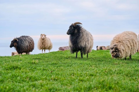 Domestic sheep (Ovis aries) 'Heidschnucke moorland sheep' on a meadow, Helgoland, Germany