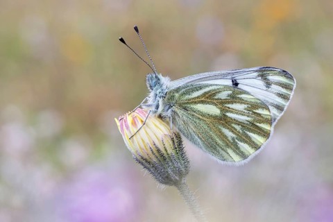 Der Alpen-Weißling (Pontia callidice), das Männchen von der Flügel-Unterseite