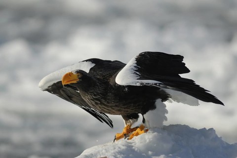 Steller's Sea Eagle (Haliaeetus pelagicus), Hokkaido, Japan