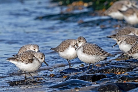 Sanderling (Calidris alba) in non-breeding plumage calling in flock of sanderlings on high tide