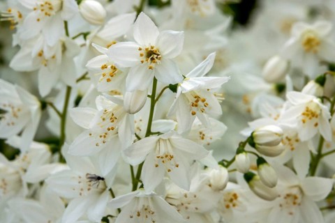 Slender deutzia (Deutzia gracilis) or mayflower bush, flowering, Baden-Württemberg, Germany