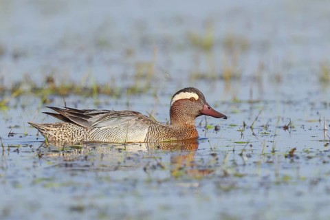 Garganey (Anas querquedula), male in a wet meadow, wildlife, animals, birds, migratory bird,