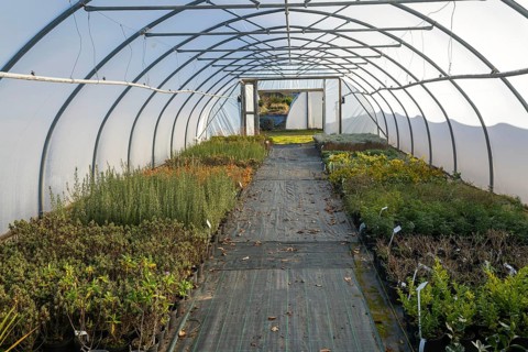 Plants growing inside polytunnel, Swann's nursery garden centre, Bromeswell, Woodbridge, Suffolk,