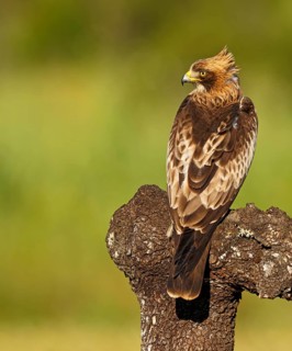 A bird of prey sits on a branch, looking back over its shoulder, surrounded by greenery