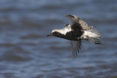 Grey Plover (Pluvialis squatarola) male flying, Washington, USA