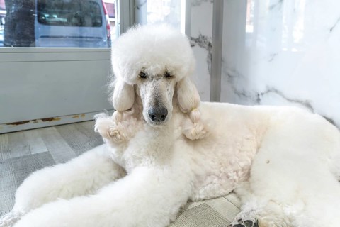 White standard poodle with freshly groomed haircut and fluffy clean coat lying relaxed on a wooden
